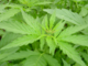 Avevano tentato il furto di piante di marijuana 'light' in una serra di Sanremo, due condanne in tribunale