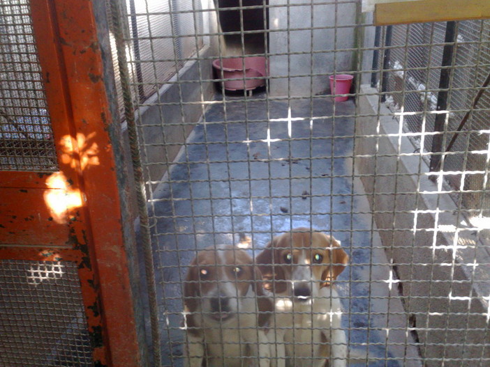 Canile di Ventimiglia: ecco la convenzione 'part time' tra Comune e Lega del Cane, quota giornaliera fissata a 3,15 euro per animale