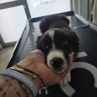 Ventimiglia, cucciolo di cane chiuso in auto rischia il colpo di calore: salvato dalla polizia ferroviaria