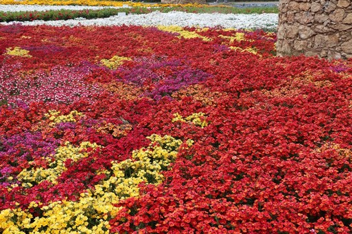 Il caro energia non perdona, ma la floricoltura non si ferma: con il Festival i riflettori tornano sulla Liguria