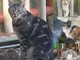 A Sanremo i gatti del Cimitero di Valle Armea cercano… te! A Sanremo i gatti del Cimitero di Valle Armea cercano… te!