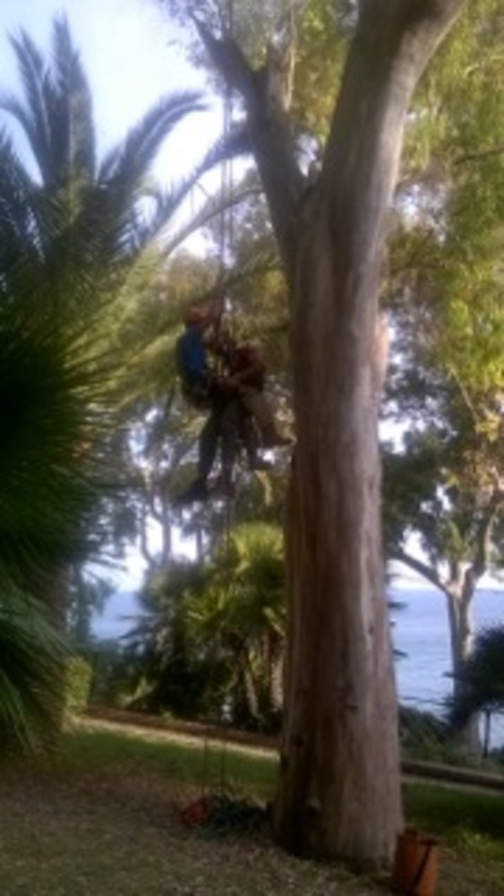 Ospedaletti: concluso il primo corso di tree climbing per innovazione manutenzione del verde Ospedaletti: concluso il primo corso di tree climbing per innovazione manutenzione del verde