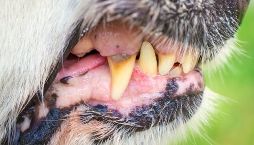 Bordighera, cani lasciati liberi attaccano un loro simile: scatta l'allerta sui social (Foto)