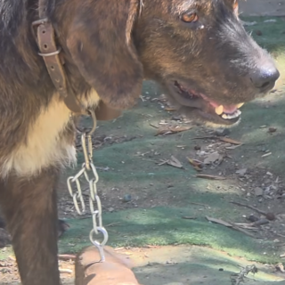 Sanremo, aveva un collare con attaccato un pezzo di tronco di legno penzolante: salvato un cane Sanremo, aveva un collare con attaccato un pezzo di tronco di legno penzolante: salvato un cane