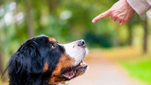 Addestramento cani: come imparare a gestire i comportamenti di Fido Addestramento cani: come imparare a gestire i comportamenti di Fido