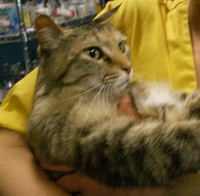 Sanremo: è stata smarrita la gatta Chicca