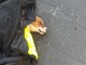 Imperia: cagnolino investito alla rotonda di Caramagna, soccorso dal servizio veterinario dell'Asl (foto) Imperia: cagnolino investito alla rotonda di Caramagna, soccorso dal servizio veterinario dell'Asl (foto)