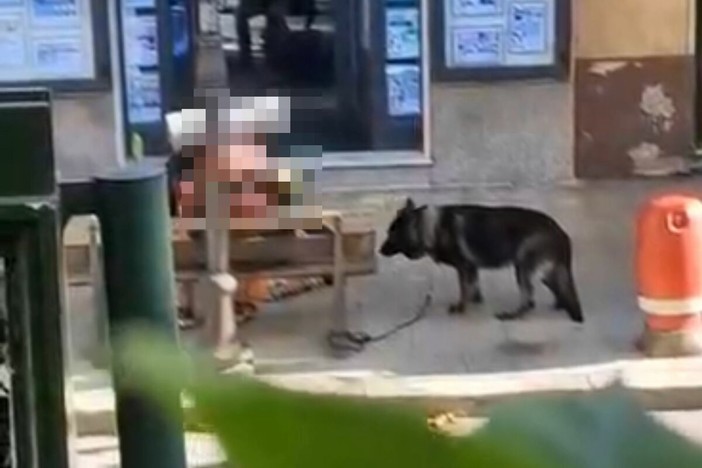 Sanremo, l'allarme dei residenti: “Cane legato alla catena e strattonato”. Polizia locale monitora la situazione Sanremo, l'allarme dei residenti: “Cane legato alla catena e strattonato”. Polizia locale monitora la situazione