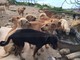 Camporosso: una donazione ai cani di Santa Croce in memoria di Rita Sgroi, Gibelli “Un gesto davvero esemplare” Camporosso: una donazione ai cani di Santa Croce in memoria di Rita Sgroi, Gibelli “Un gesto davvero esemplare”