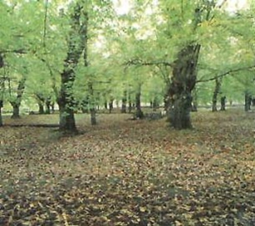 Piemonte: nella "Granda" alla scoperta dei castagneti