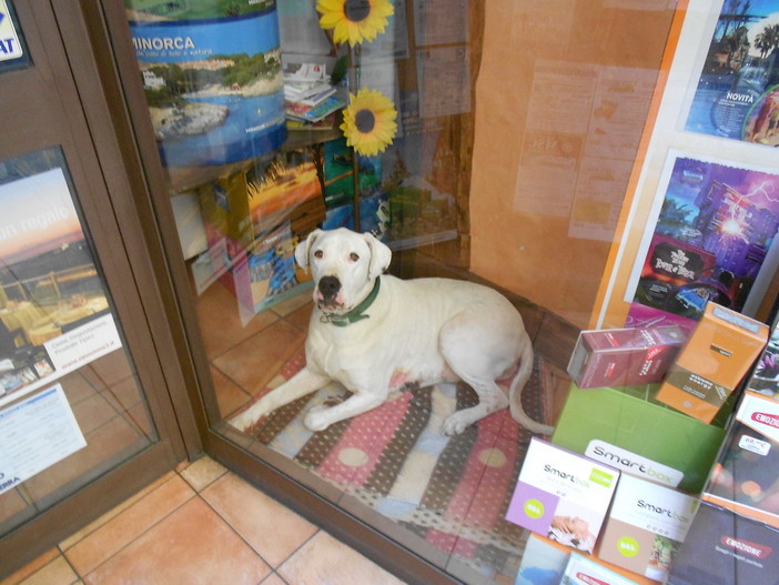 Sanremo: un cane in vetrina dentro un'agenzia di viaggi Sanremo: un cane in vetrina dentro un'agenzia di viaggi