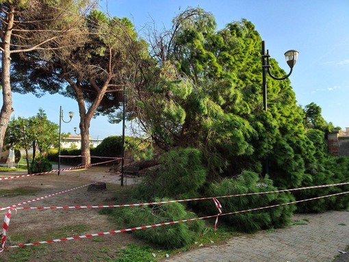 Vallecrosia al Mare, grosso pino precipita nei giardini pubblici in via San Rocco (Foto) Vallecrosia al Mare, grosso pino precipita nei giardini pubblici in via San Rocco (Foto)