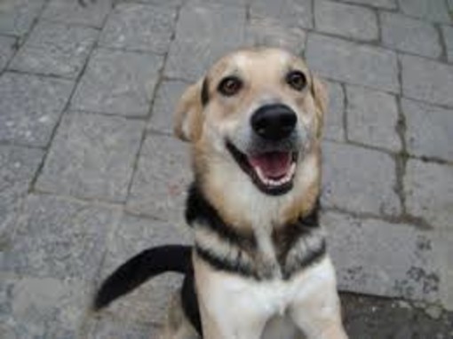 Pontedassio: dal Comune, 400 euro a chi adotta un cane dal canile