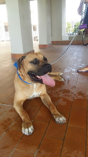 Ventimiglia: trovato un cane per la strada, si cercano i proprietari