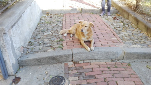 Sanremo: trovato cagnolina senza collare in cima a strada Tasciaire. Si cercano i proprietari