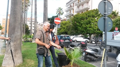 Consegnate questa mattina trenta palme nell'ambito del progetto Gerico per la salvaguardia delle piante contro il punteruolo rosso