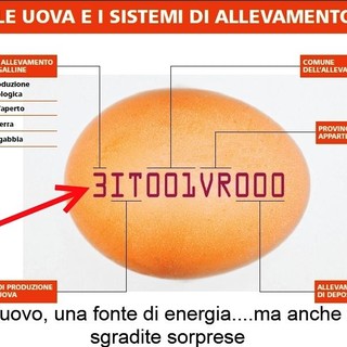 Parliamo con la Lav e con Cristina Campanaro