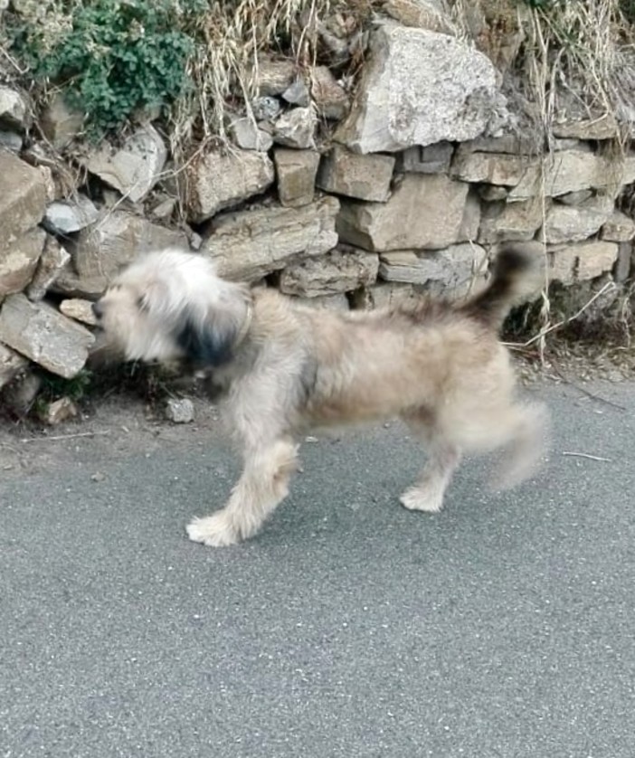 Sanremo: avvistato cane vagante via Duca degli Abruzzi, si cercano i proprietari (foto)