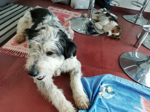 Sanremo: smarrito meticcio bianco e nero in zona San Bartolomeo, l'appello dei proprietari Sanremo: smarrito meticcio bianco e nero in zona San Bartolomeo, l'appello dei proprietari