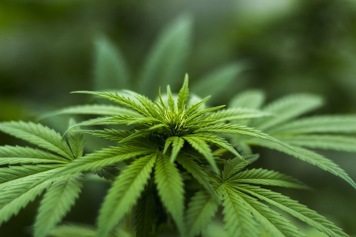Coltivare marijuana in casa è possibile: esprime il suo consenso anche De Magistris Coltivare marijuana in casa è possibile: esprime il suo consenso anche De Magistris