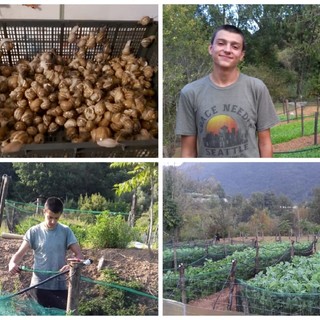 Chiusura serale dei ristoranti e conseguenze per la filiera, la storia dell'imperiese Matteo Passino, allevatore di lumache: "Lo Stato sostenga anche noi"