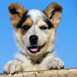 Curiosa ma importante iniziativa a Diano San Pietro: adotta un cane del Comune e... non paghi la Tari