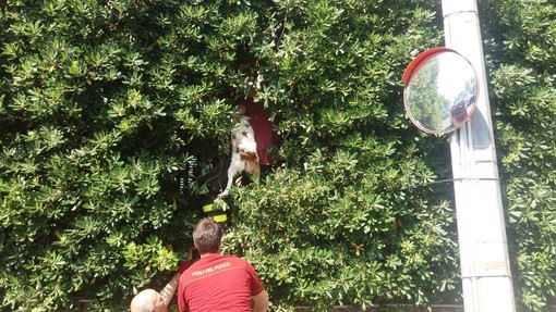 Ventimiglia: cane scappa dal padrone per inseguire un gatto ma rimane bloccato in mezzo ad una siepe molto alta, il video del salvataggio dei Vigili del Fuoco