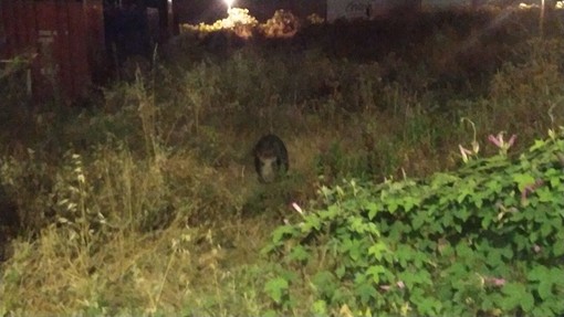Imperia, cinghiale a spasso sul lungomare Vespucci, l'avvistamento di un lettore (foto)