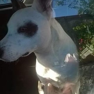 Bordighera: trovato cane bianco senza padrone in via al Camposanto in Arziglia, si cercano i proprietari