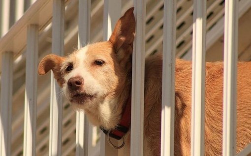Numerosi soccorsi per cani esposti al sole, intervento della Lega del Cane di Ventimiglia