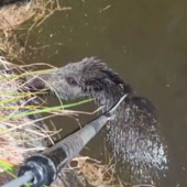Apricale, cade in una vasca irrigua: cinghiale salvato da Ambulanze Veterinarie Odv e vigili del fuoco