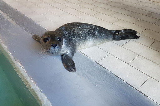 Il 13 agosto scorso all’Acquario di Genova è nato un cucciolo di foca di circa 9 kg