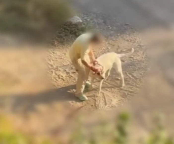 Maltrattamento di animale in val Nervia, "cane colpito ripetutamente in un video": Ambulanze Veterinarie presenta un esposto Maltrattamento di animale in val Nervia, "cane colpito ripetutamente in un video": Ambulanze Veterinarie presenta un esposto