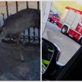 Vallecrosia al Mare, capriolo intrappolato in un cancello: salvato dai vigili del fuoco e da Ambulanze Veterinarie