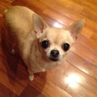 Sanremo: smarrito un cane chiwawa di nome Wilma. E' gravemente ammalato Sanremo: smarrito un cane chiwawa di nome Wilma. E' gravemente ammalato