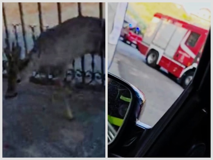 Vallecrosia al Mare, capriolo intrappolato in un cancello: salvato dai vigili del fuoco e da Ambulanze Veterinarie