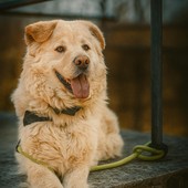 Il cane 'Ghiaccio' cerca casa: ha 5 anni ed è un bonaccione, ecco come adottarlo (Foto)