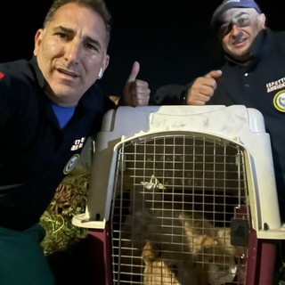 Diano Marina: il fuggitivo Leon recuperato e messo in salvo, una storia a lieto fine grazie ad Asl e Accademia Kronos (foto)