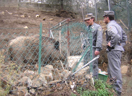 Vallebona: Forestale sequestra un allevamento di cinghiali Vallebona: Forestale sequestra un allevamento di cinghiali