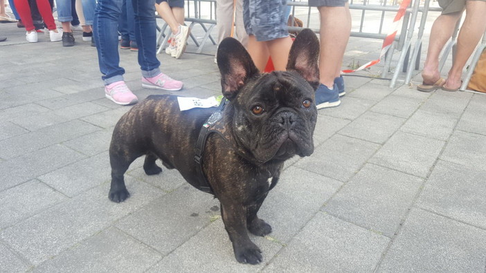 Il bulldog francese Osso Il bulldog francese Osso