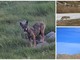 Paolo Rossi il fotografo che cerca i lupi sulle montagne della Liguria "Ho collezionato almeno 30 incontri, da 200 anni non c'è mai stato un attacco all'uomo" (intervista) Paolo Rossi il fotografo che cerca i lupi sulle montagne della Liguria "Ho collezionato almeno 30 incontri, da 200 anni non c'è mai stato un attacco all'uomo" (intervista)