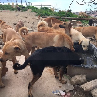 Camporosso: 108 cani rimasti senza padrone, il Comune di Dolceacqua organizza una raccolta di fondi