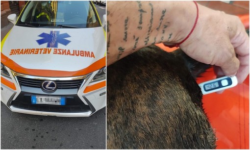 Vallecrosia, colpo di calore: cane salvato da Croce Rossa di Bordighera e Ambulanze Veterinarie Odv (Foto) Vallecrosia, colpo di calore: cane salvato da Croce Rossa di Bordighera e Ambulanze Veterinarie Odv (Foto)