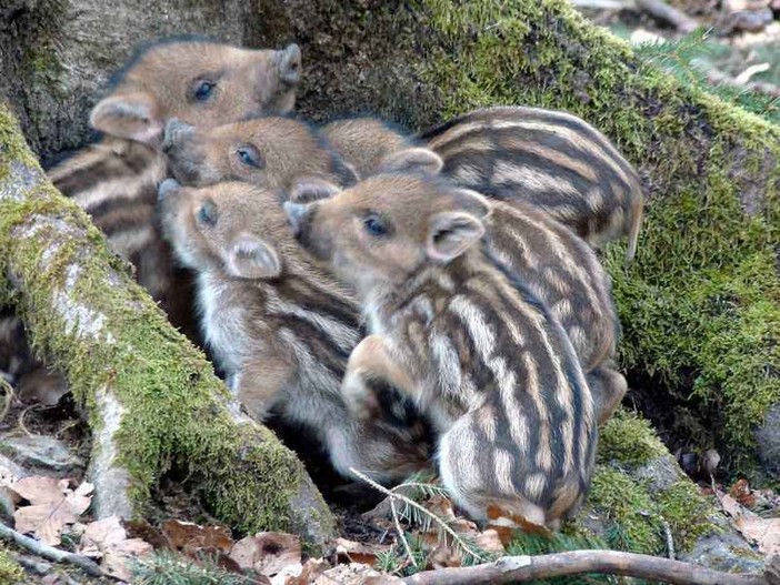 Foto tratta da vitantica.net Foto tratta da vitantica.net
