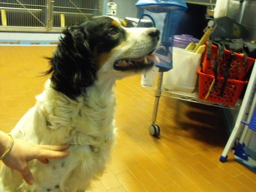 Sanremo: un nostro lettore lancia un appello ai proprietari dei cani che abbaiano troppo Sanremo: un nostro lettore lancia un appello ai proprietari dei cani che abbaiano troppo