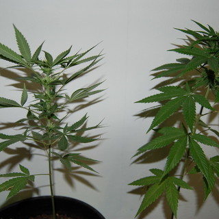 Riva Ligure: coltiva cannabis indica in casa, denunciato un 17enne dai Carabinieri della Compagnia di Sanremo