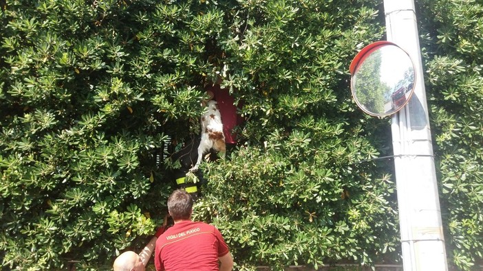 Ventimiglia: cane scappa dal padrone per inseguire un gatto ma rimane bloccato in mezzo ad una siepe molto alta, il video del salvataggio dei Vigili del Fuoco Ventimiglia: cane scappa dal padrone per inseguire un gatto ma rimane bloccato in mezzo ad una siepe molto alta, il video del salvataggio dei Vigili del Fuoco