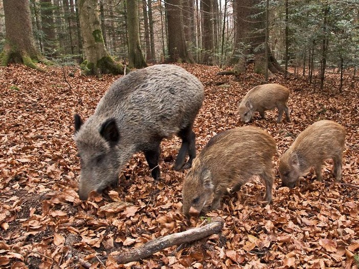 Ungulati e fauna selvatica, Confagricoltura Liguria chiede misure urgenti per il contenimento di cinghiali, daini e caprioli