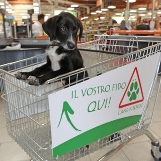 Imperia: regolarizzazione dei cani nei negozi di alimentari, si farà sotto forma di ordinanza del Sindaco Imperia: regolarizzazione dei cani nei negozi di alimentari, si farà sotto forma di ordinanza del Sindaco
