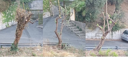 Ventimiglia, verde pubblico: "La potatura degli ulivi si effettua tra gennaio e marzo, eseguirlo nella seconda settimana di agosto è da incompetenti" Ventimiglia, verde pubblico: "La potatura degli ulivi si effettua tra gennaio e marzo, eseguirlo nella seconda settimana di agosto è da incompetenti"